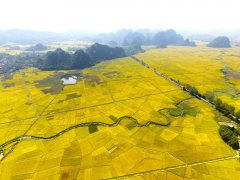 <b>扛稳粮食平安沉担 广西多措并举鞭策粮食出产再</b>
